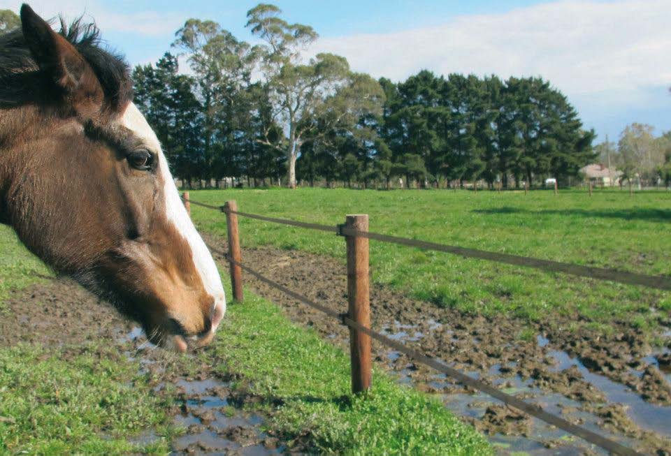 nice horse fence