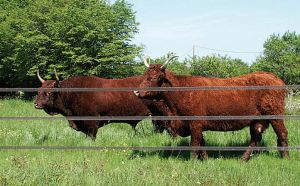  circus with electric fences for horses